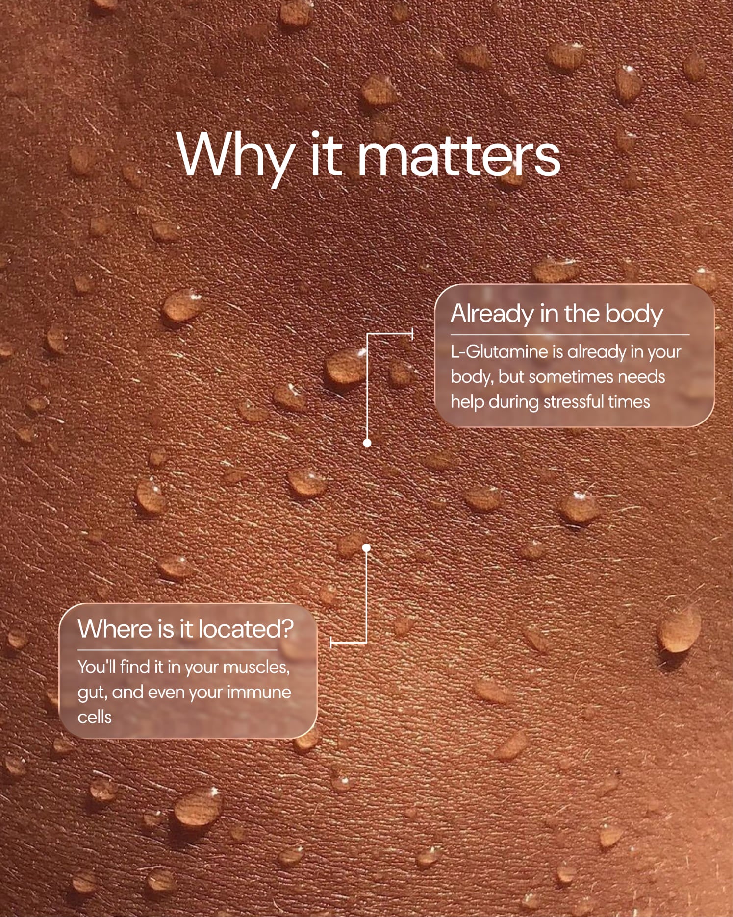 Clearly L-glutamine supplement in a container, showcasing benefits and label details on a white background.