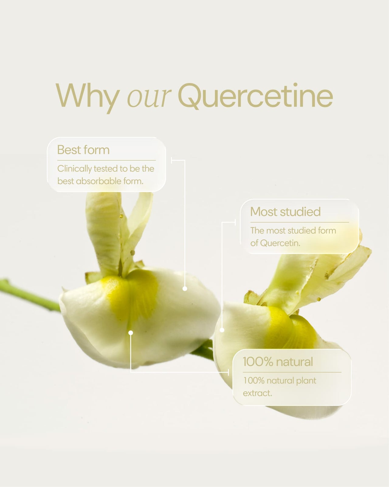  Clearly - Quercetine